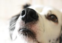 Los perros modernos superan a sus antepasados en volumen cerebral