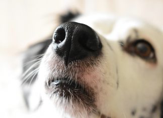Los perros son capaces de entender palabras
