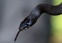 La mordedura de serpiente: un problema de salud global