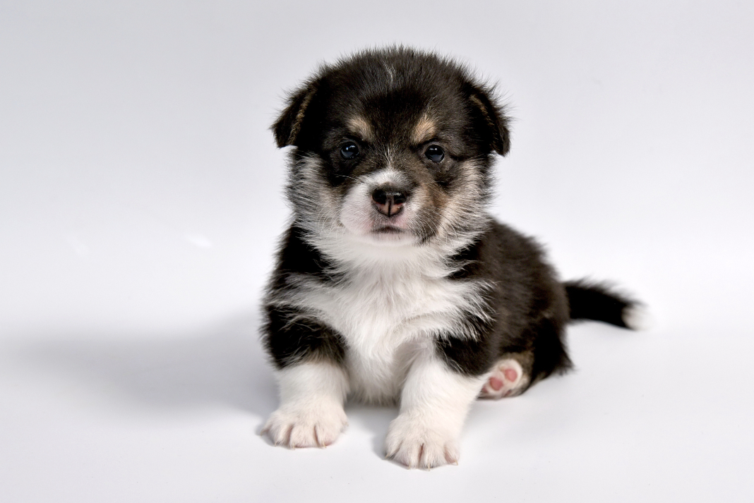 PERRO CACHORRO
