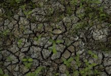 La sequía avanza en Veracruz: 40 municipios bajo alerta climática