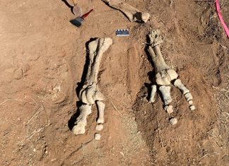 Encuentran 200 huellas de dinosaurios