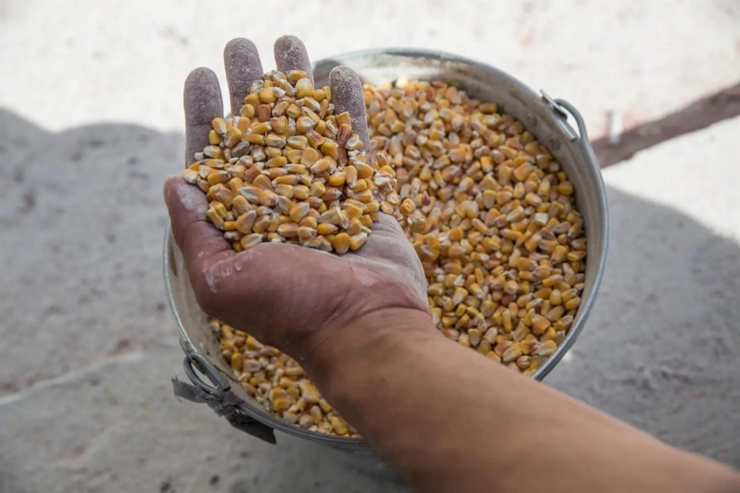 Grano Maiz