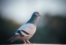 Palomas ingresan a hospital y consumen comida de pacientes