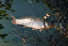 China modifica a peces genéticamente para que no tenga espinas
