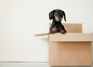 Los perros serían el antídoto para la ansiedad