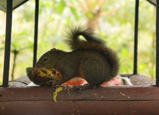El Día Mundial de la Ardilla homenajea a un roedor vital para el bosque