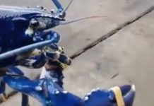 Rescatan 1,500 cangrejos azules en Catemaco