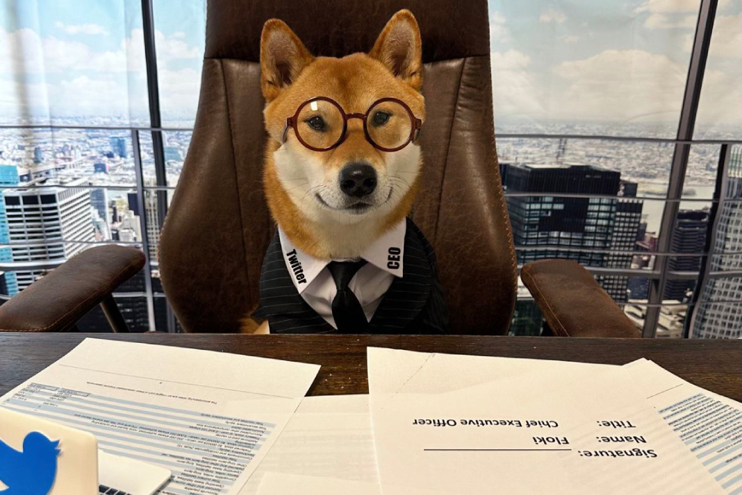 PERRO-ELON