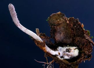 Descubren en Brasil una especie de hongo parasitario que mata arañas