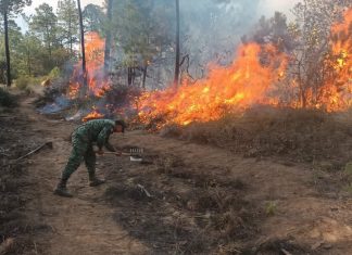 Decálogo de incendios forestales: estas son las recomendaciones