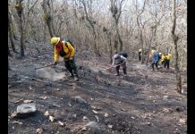 Incendios en Perote devastan 10 hectáreas; indagan posible acto intencional
