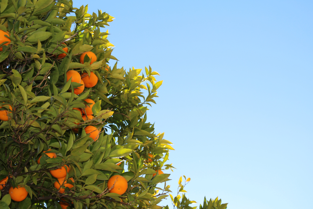 naranjas