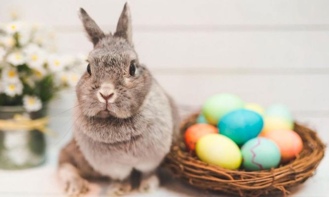 Conejo Pascua