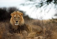 León suelto atemoriza a habitantes de la Riviera Veracruzana