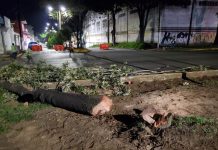 Juzgado suspende provisionalmente obra que taló árboles en Xalapa