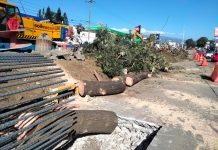 Vecinos mienten, sí se les consultó de tala de árboles, según SIOP