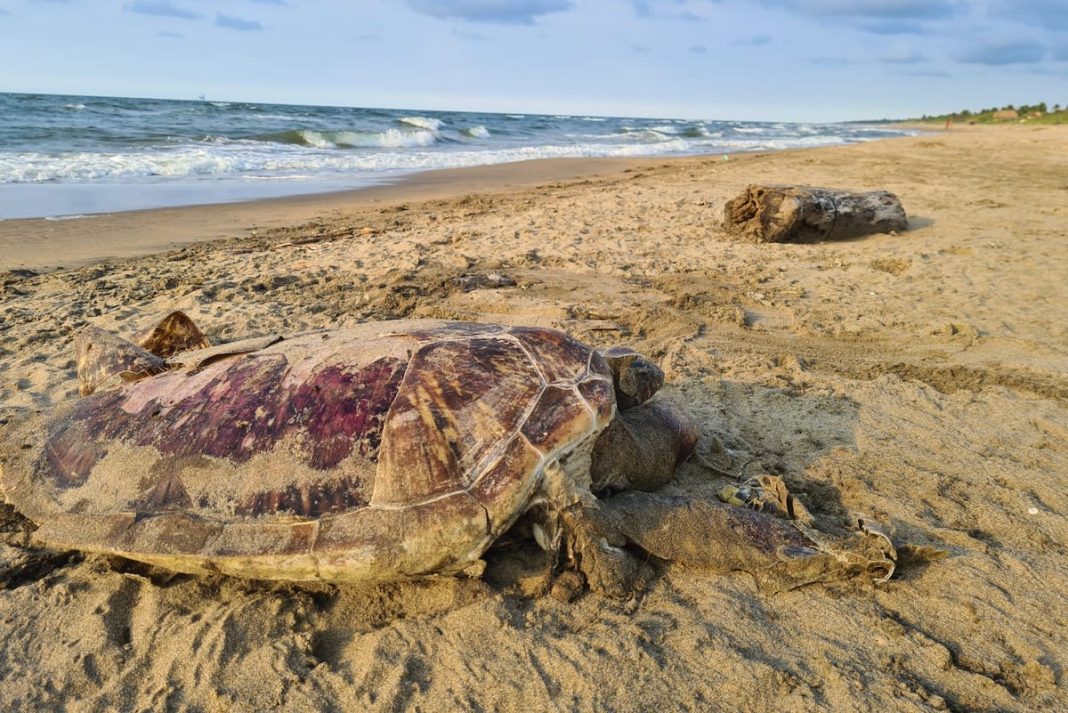 Tortuga Derrame
