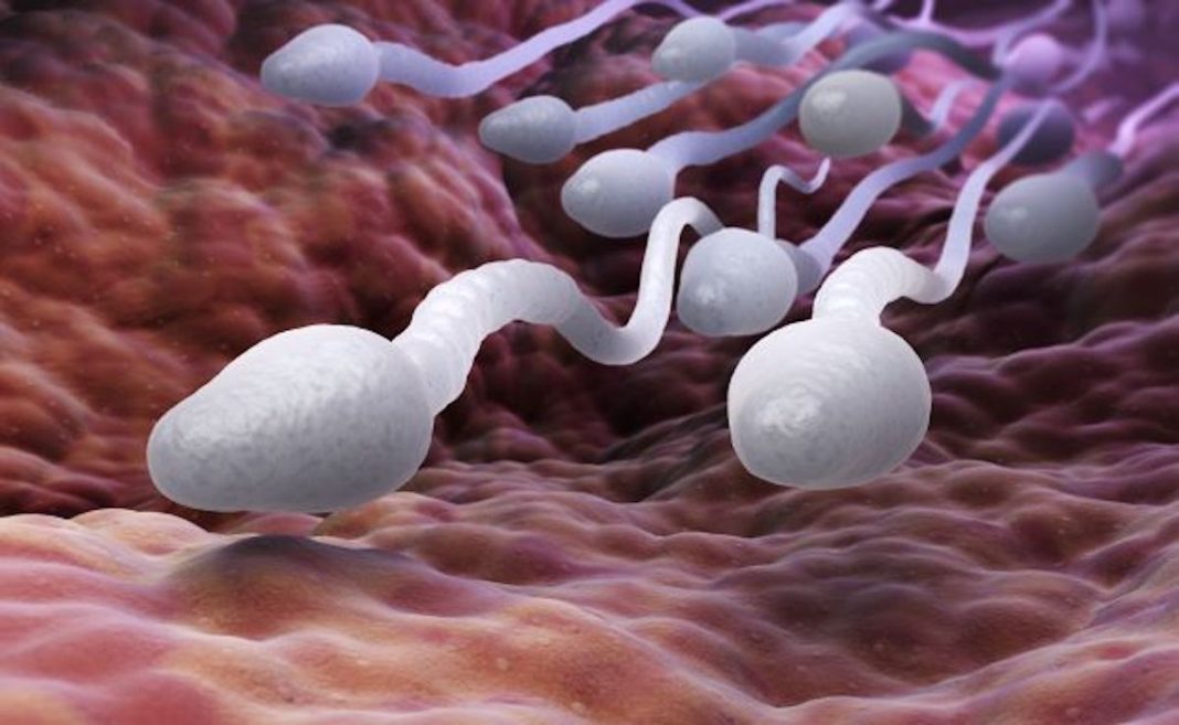 Semen Esperma