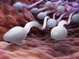 Desequilibrio bacteriano en el semen y riesgo de infertilidad