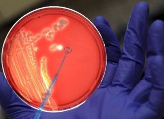 Detectan un nuevo gen de resistencia bacteriana que se expande silenciosamente por el mundo