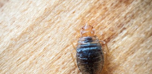 Chinches de cama, unos minúsculos e incómodos huéspedes
