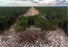 Premian en Londres a mexicano por foto que muestra devastación del Tren Maya