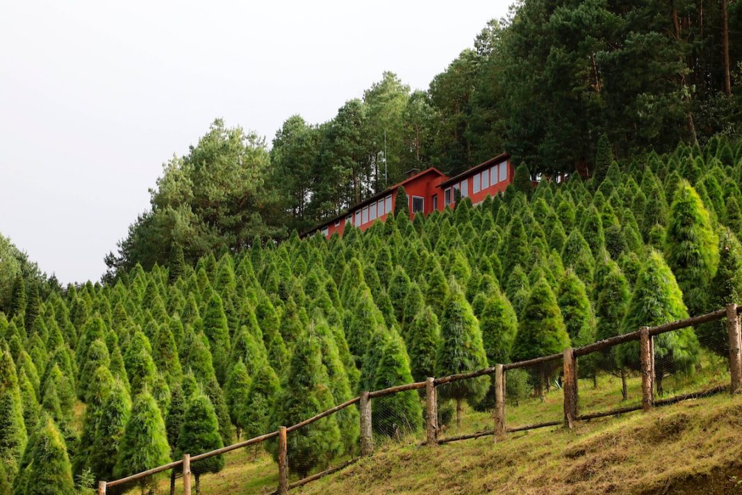 Arbol navidad