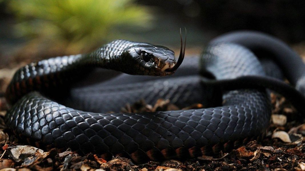 Víbora Serpiente