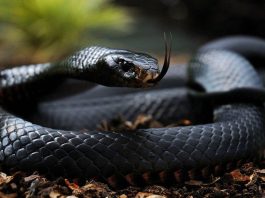 El origen de las serpientes es más inusual de lo pensado