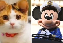 Orejas de Mickey Mouse: tendencia cosmética para mascotas en China