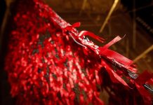 Trasplante de células madre logra la curación del VIH