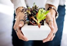 Conoce la planta mágica que purifica el aire y mejora la calidad de sueño