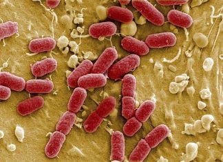 Estas bacterias pueden ser las mejores aliadas para tu salud