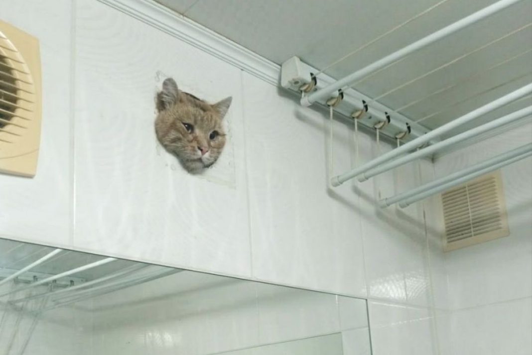 Gato