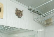 Gato queda atrapado en un conducto de ventilación (VIDEO)