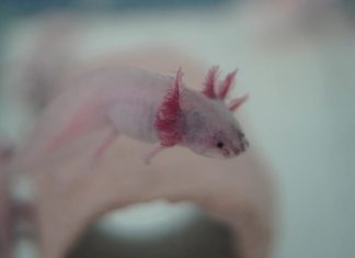Axolotarium, un santuario creado por jóvenes para el rescate del ajolote mexicano