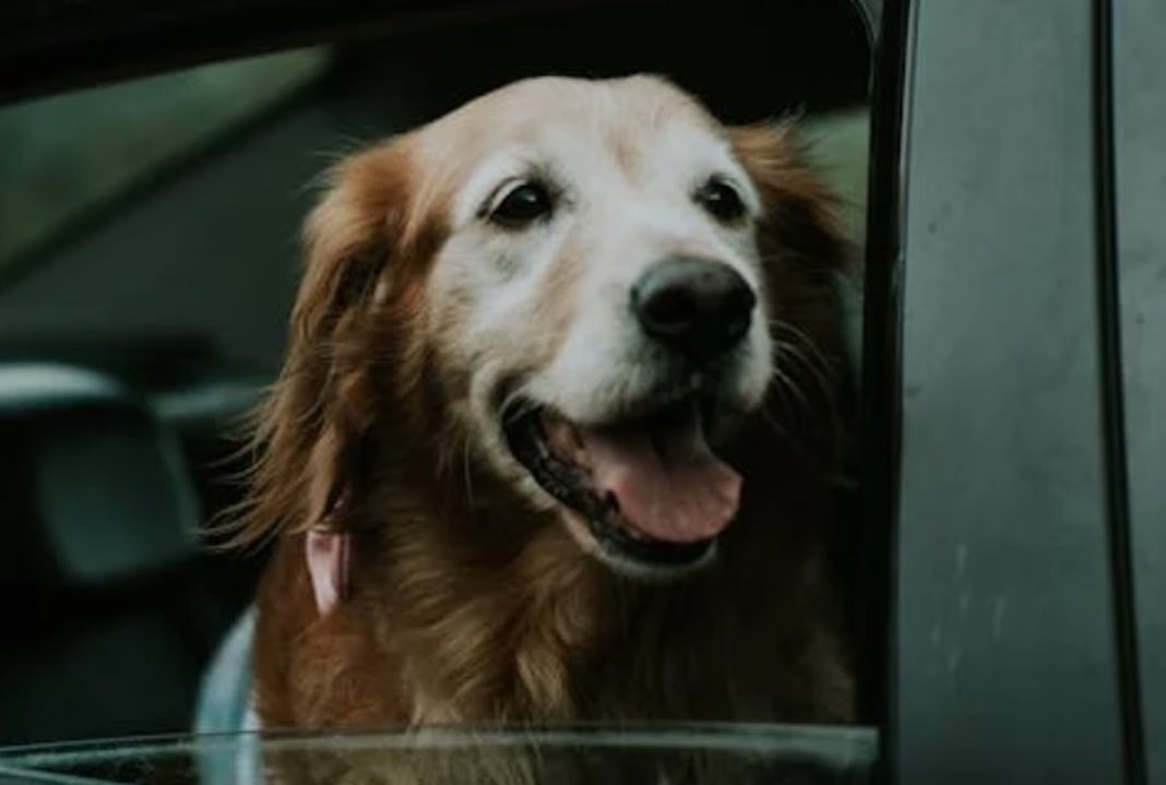Perro Mascota