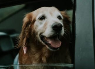Transporte de mascotas: cómo garantizar la comodidad y seguridad de tu mascota