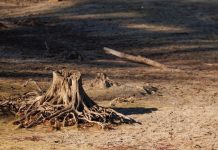“El Niño” se intensificará rápidamente: ONU
