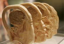 Cómo el cerebro procesa el dolor en milisegundos