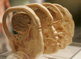 Cómo el cerebro procesa el dolor en milisegundos