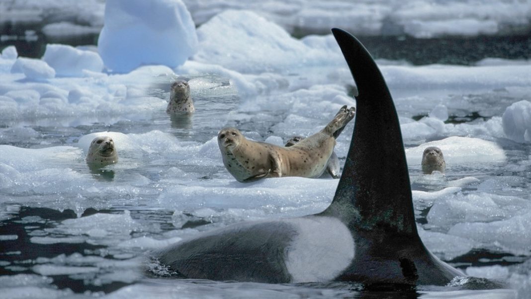 Foca Orca