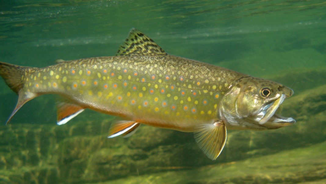 Salmon