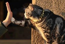 Gato queda atrapado en un cajero automático (VIDEO)