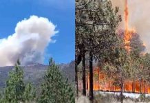 Van 146 incendios forestales durante este año en Veracruz