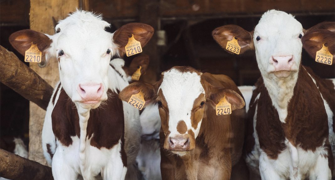 Ganado Vacas