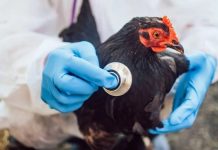 Mutaciones favorecen la propagación de la gripe aviar en EU
