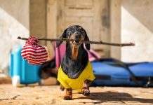 Mascotas con recargo: el insólito contrato de renta que se hace viral