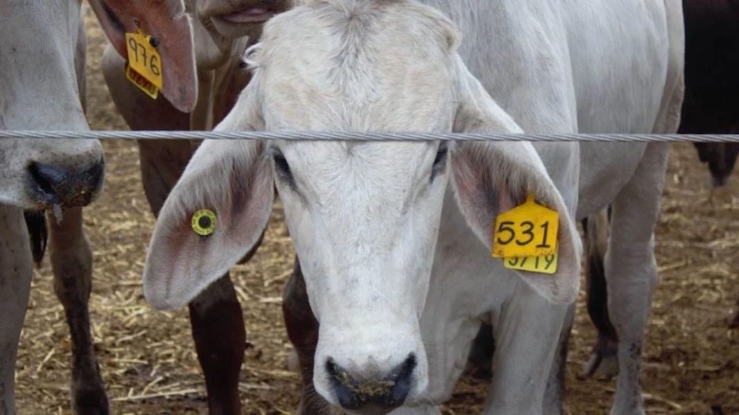 Ganado Vaca
